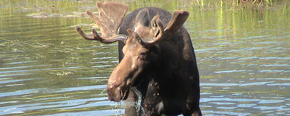 Alaska Hunting Schedule